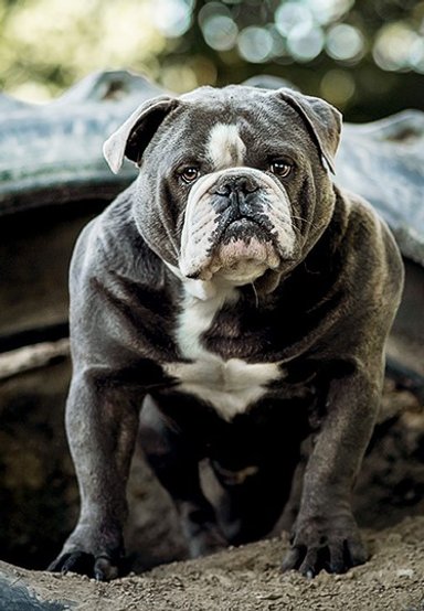 Rassebeschreibung - Old English Bulldog