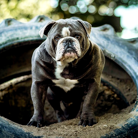 Scarface old english sales bulldog